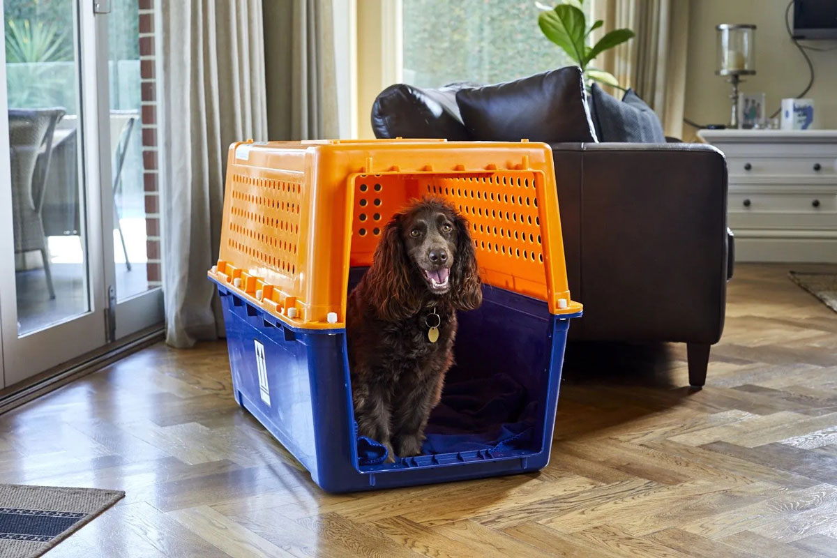 Happy dog sitting in his pet transporter