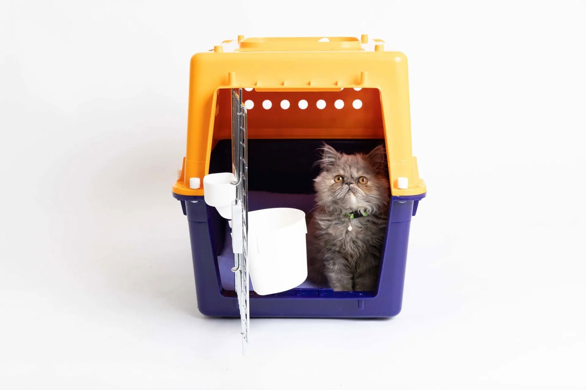 Cat sitting in pet transporter