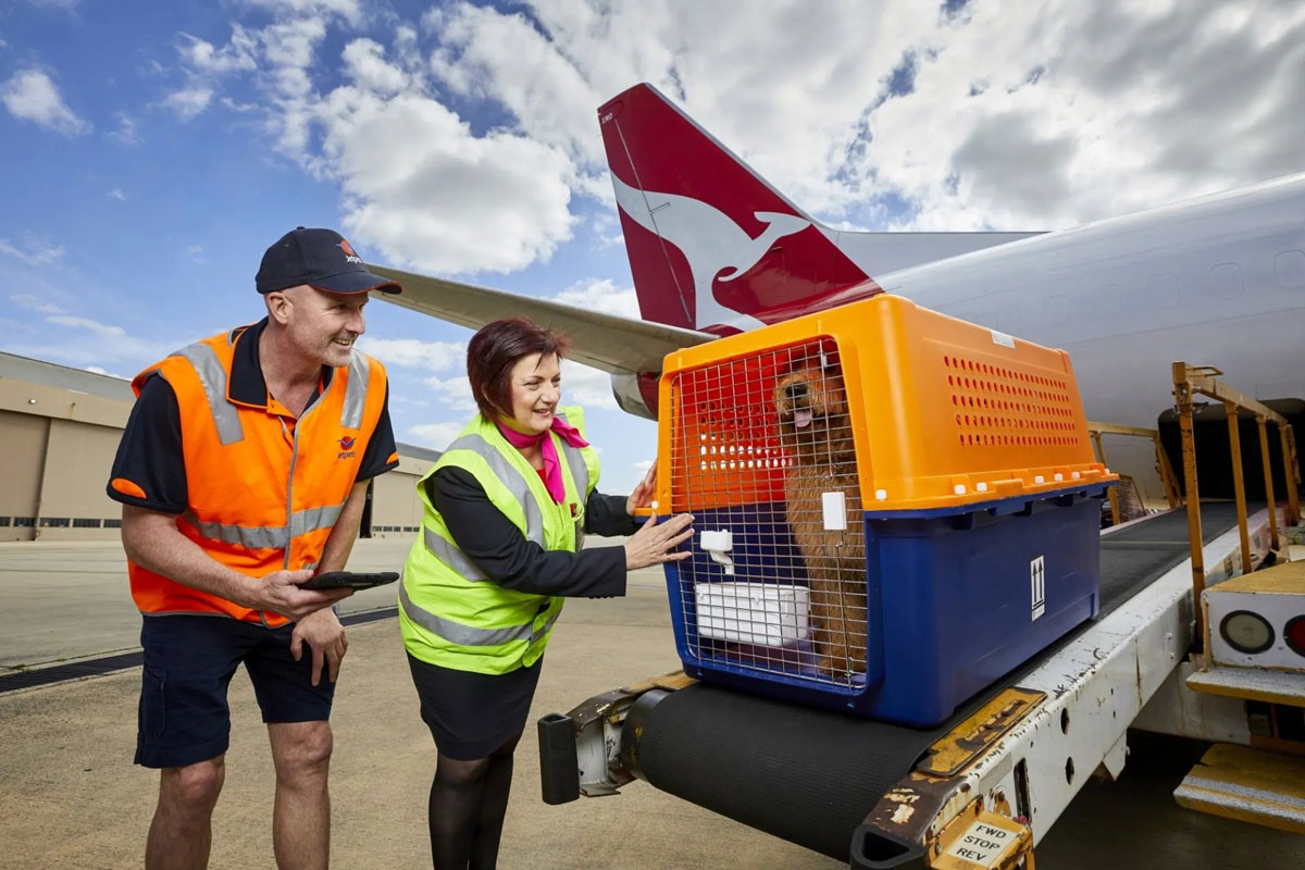 Dog being transported on to a plane