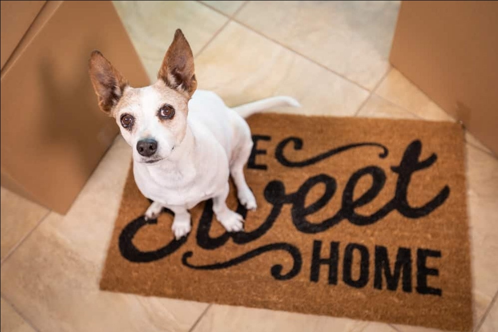 Little dog on door mat