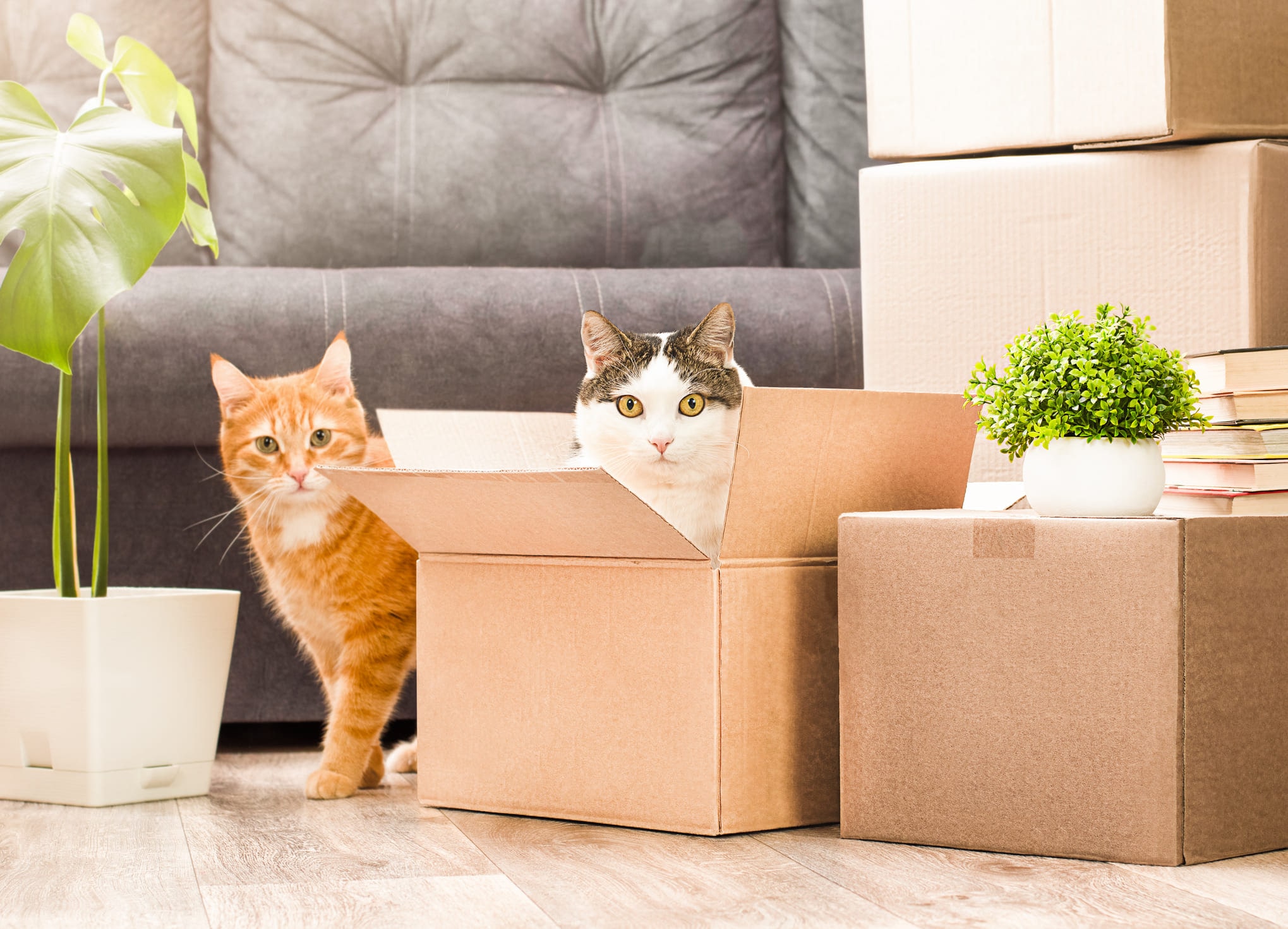 Choosing a Home for Pets